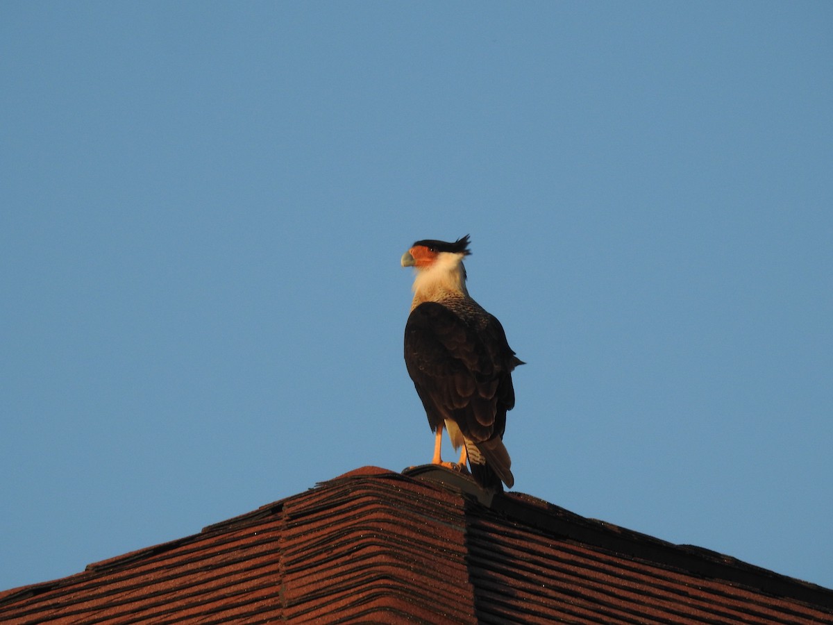 Crested Caracara - ML646795656