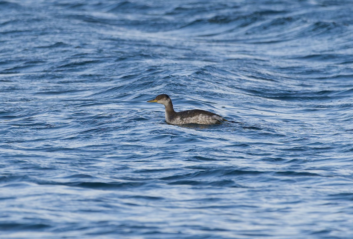 アカエリカイツブリ - ML646795660