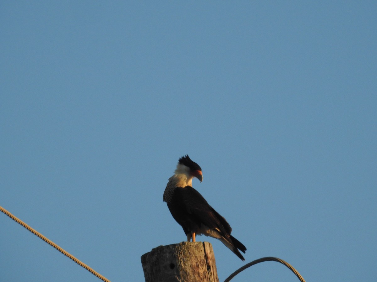 Crested Caracara - ML646795661