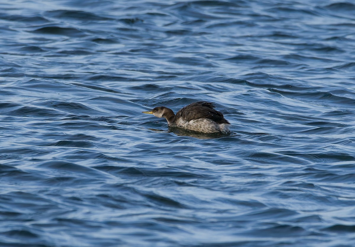 アカエリカイツブリ - ML646795662