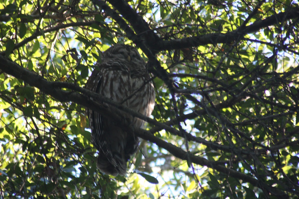 Barred Owl - ML646795663