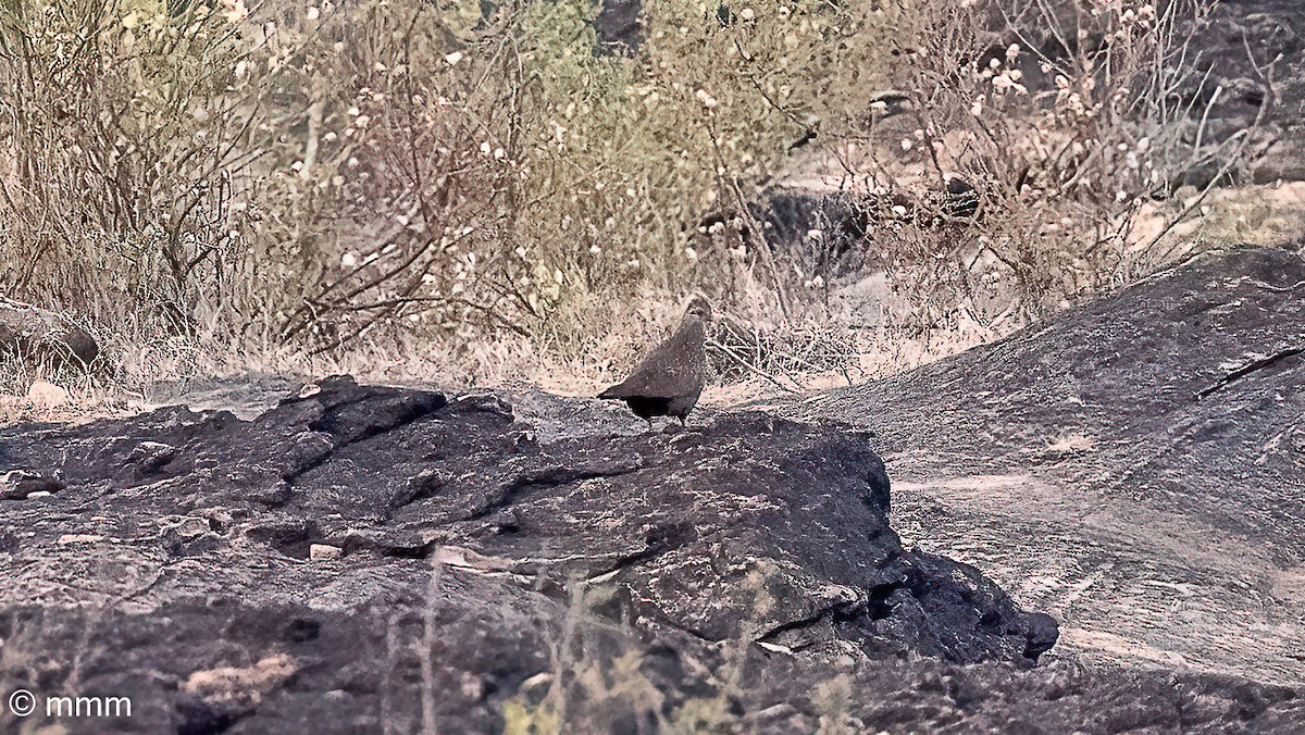 Stone Partridge - ML646795664
