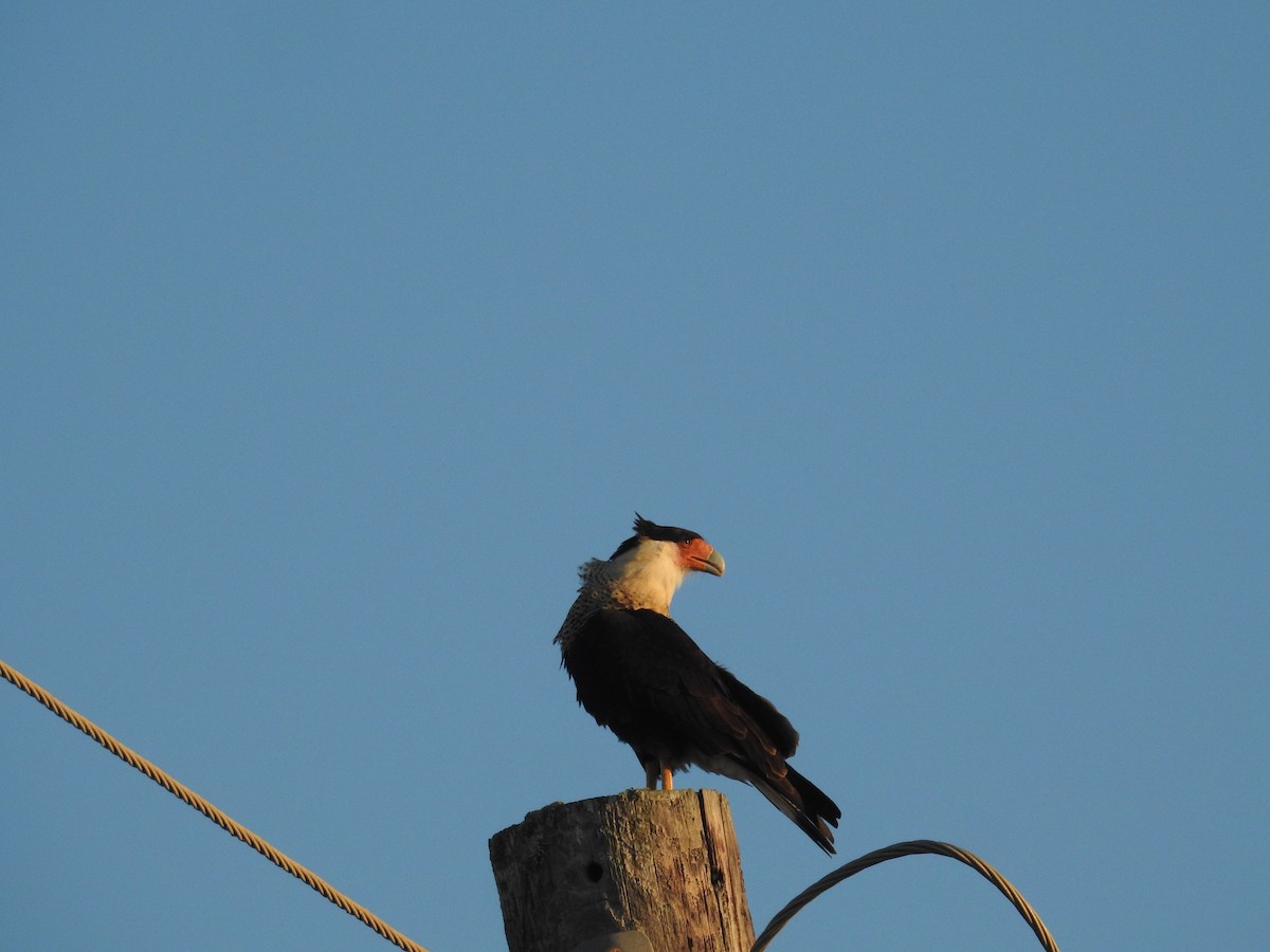 Crested Caracara - ML646795666