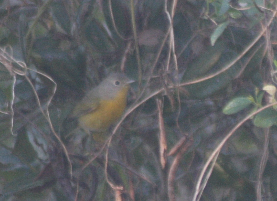 ズアカアメリカムシクイ - ML646795667