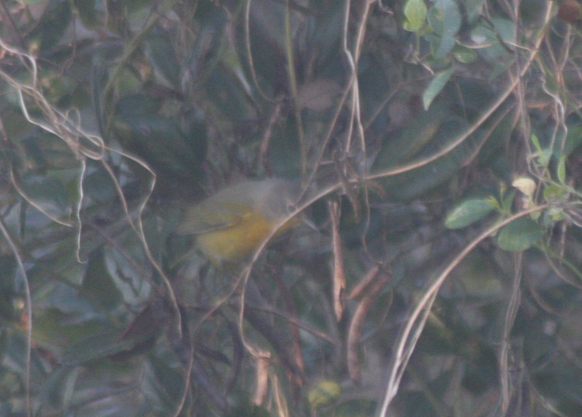 ズアカアメリカムシクイ - ML646795668