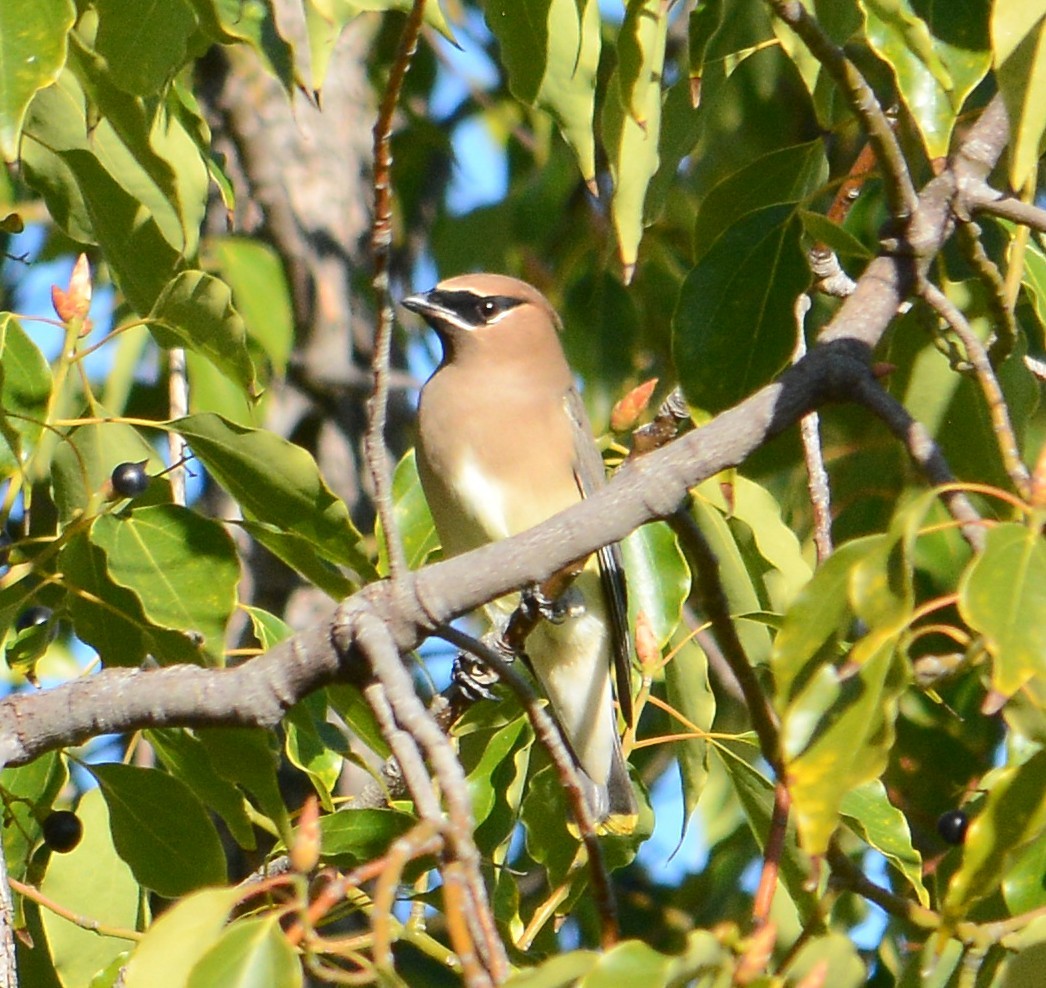 Cedar Waxwing - ML646795669