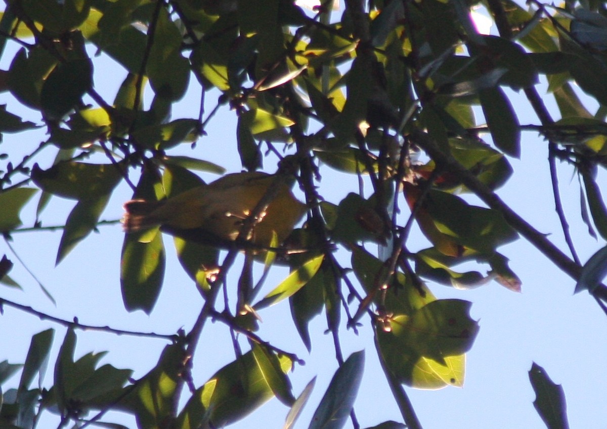 ズアカアメリカムシクイ - ML646795671