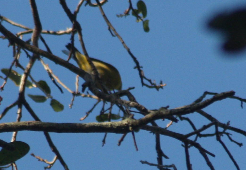 ズアカアメリカムシクイ - ML646795672