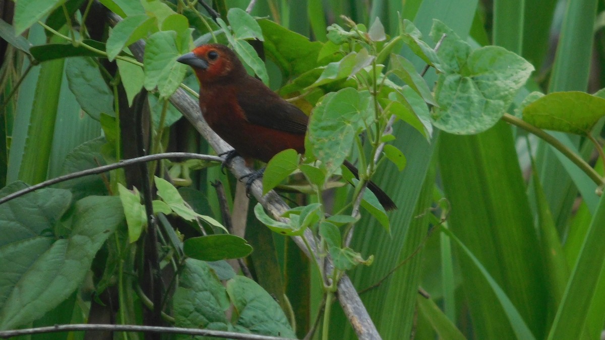 Silver-beaked Tanager - ML646795676