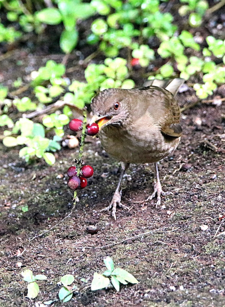 Clay-colored Thrush - ML646795678