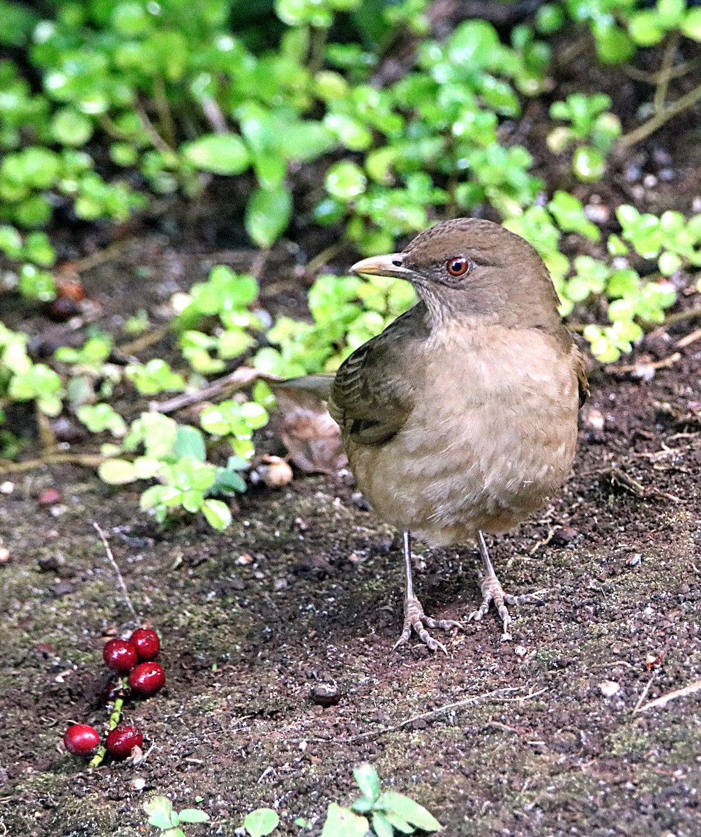 Clay-colored Thrush - ML646795679