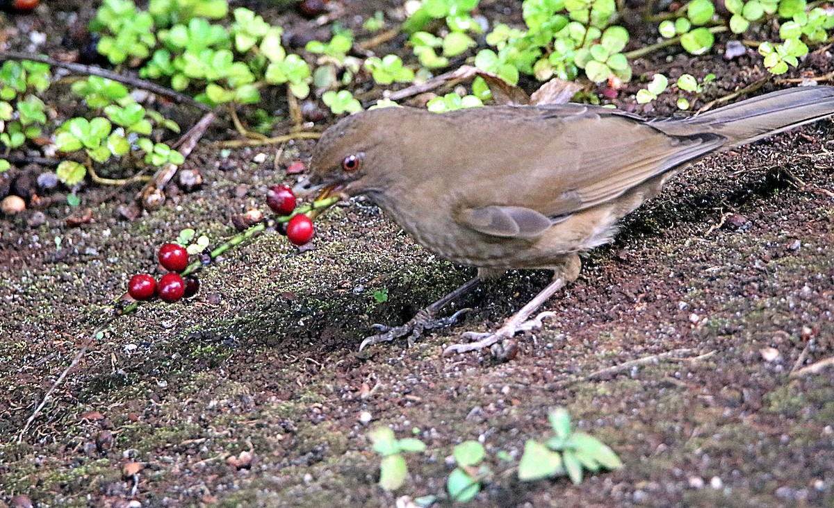 Clay-colored Thrush - ML646795680