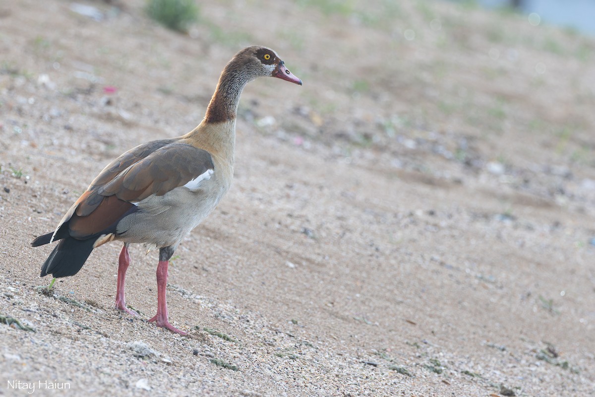 埃及雁 - ML646795681