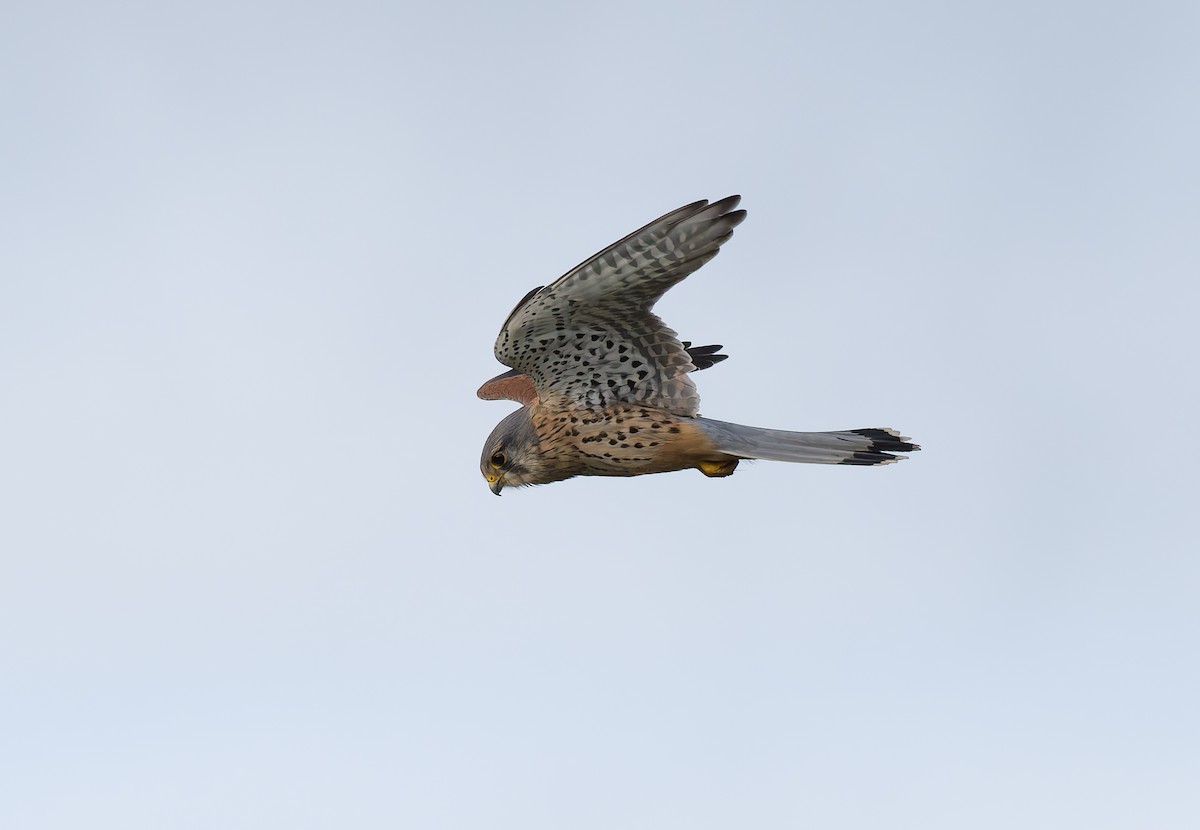 紅隼 - ML646795683