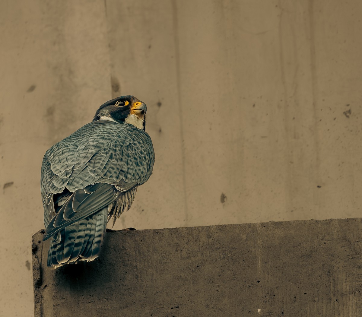 遊隼 - ML646795685