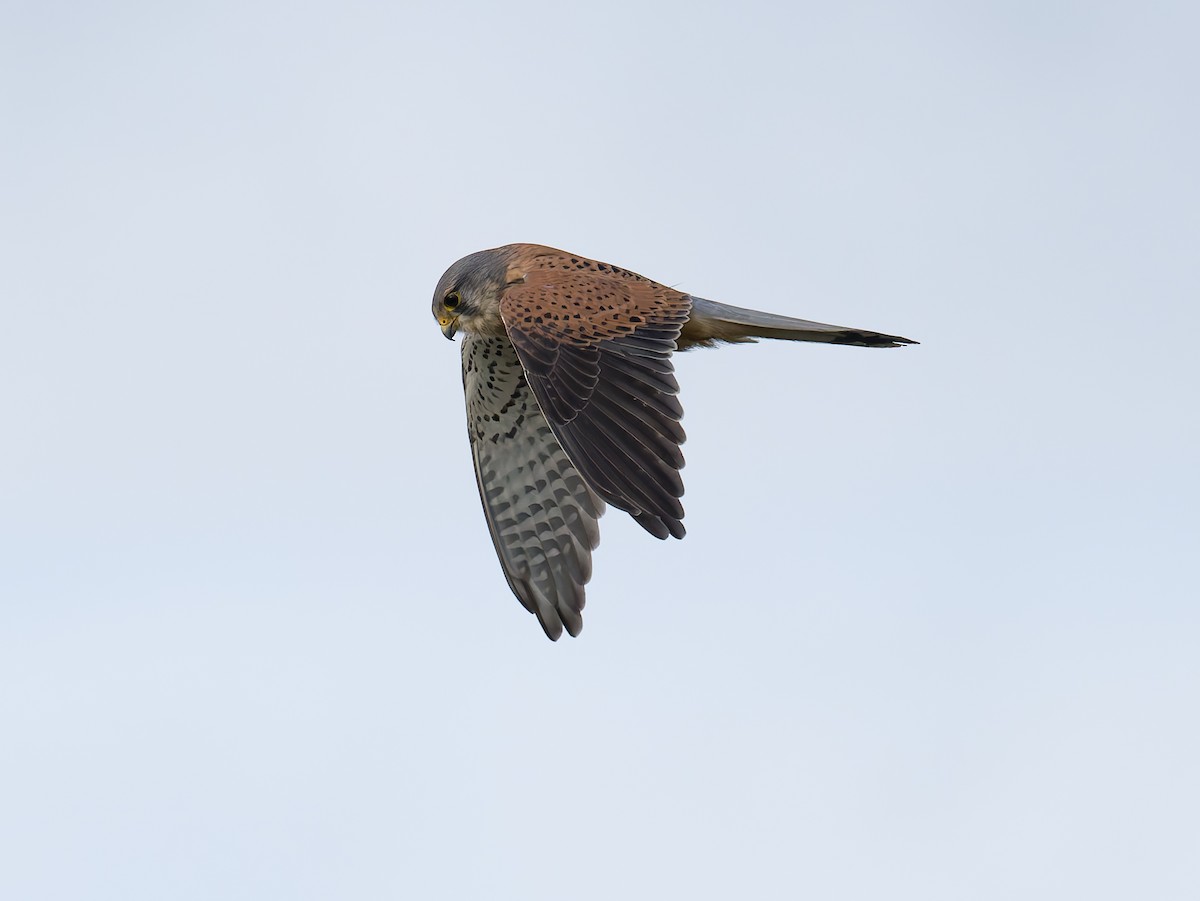 紅隼 - ML646795687