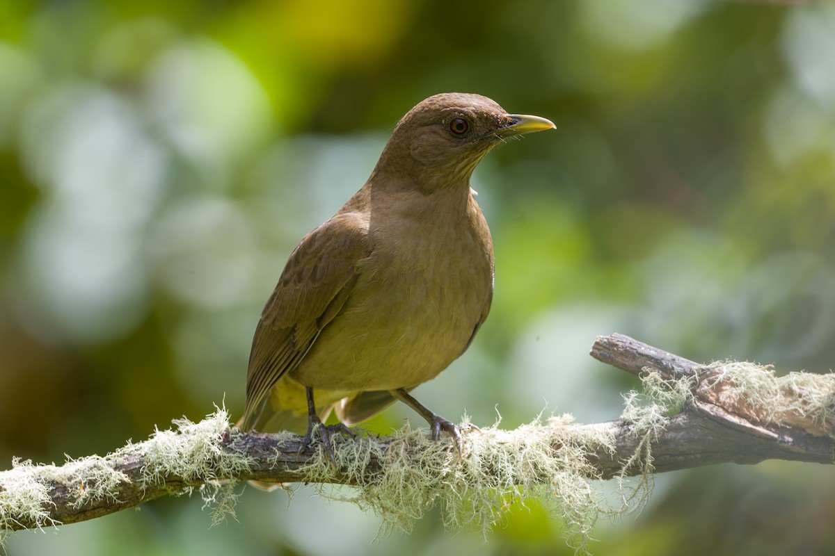 Clay-colored Thrush - ML646795688