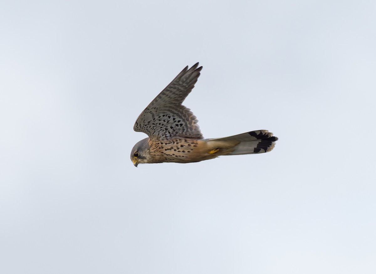 チョウゲンボウ - ML646795689