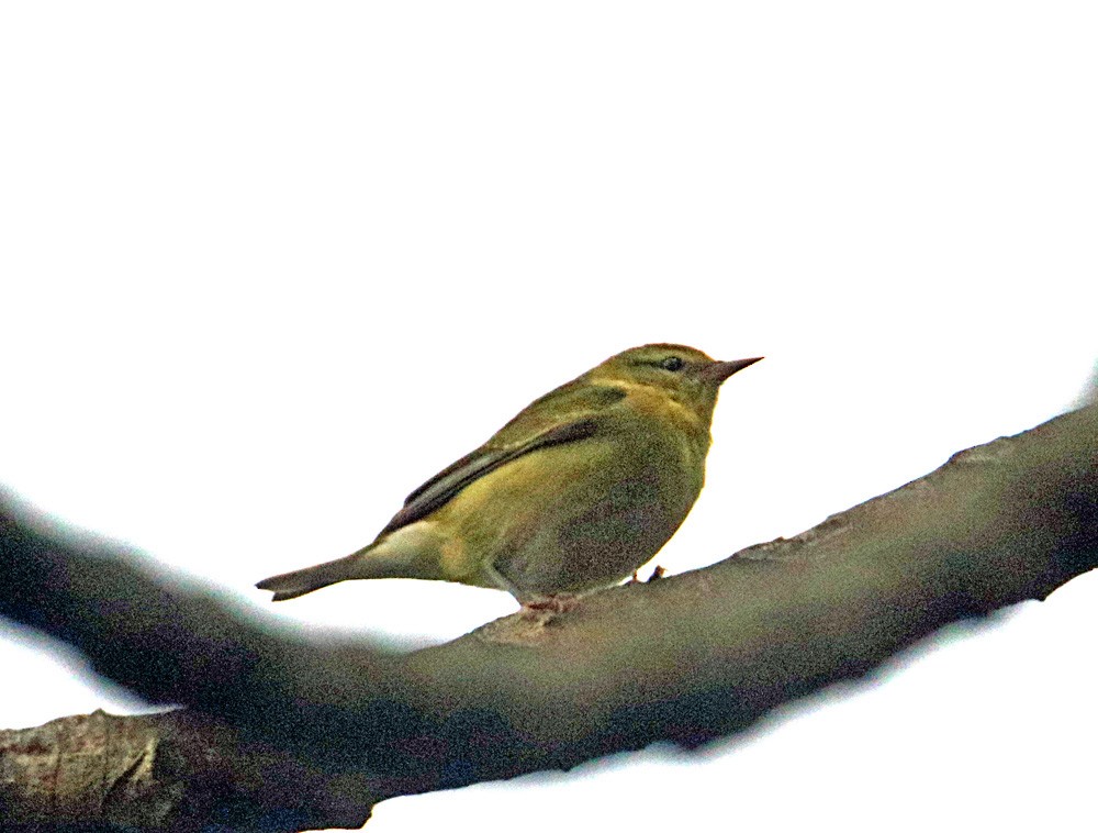Tennessee Warbler - ML646795690
