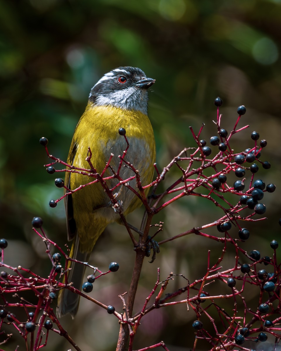 Sooty-capped Chlorospingus - ML646795691
