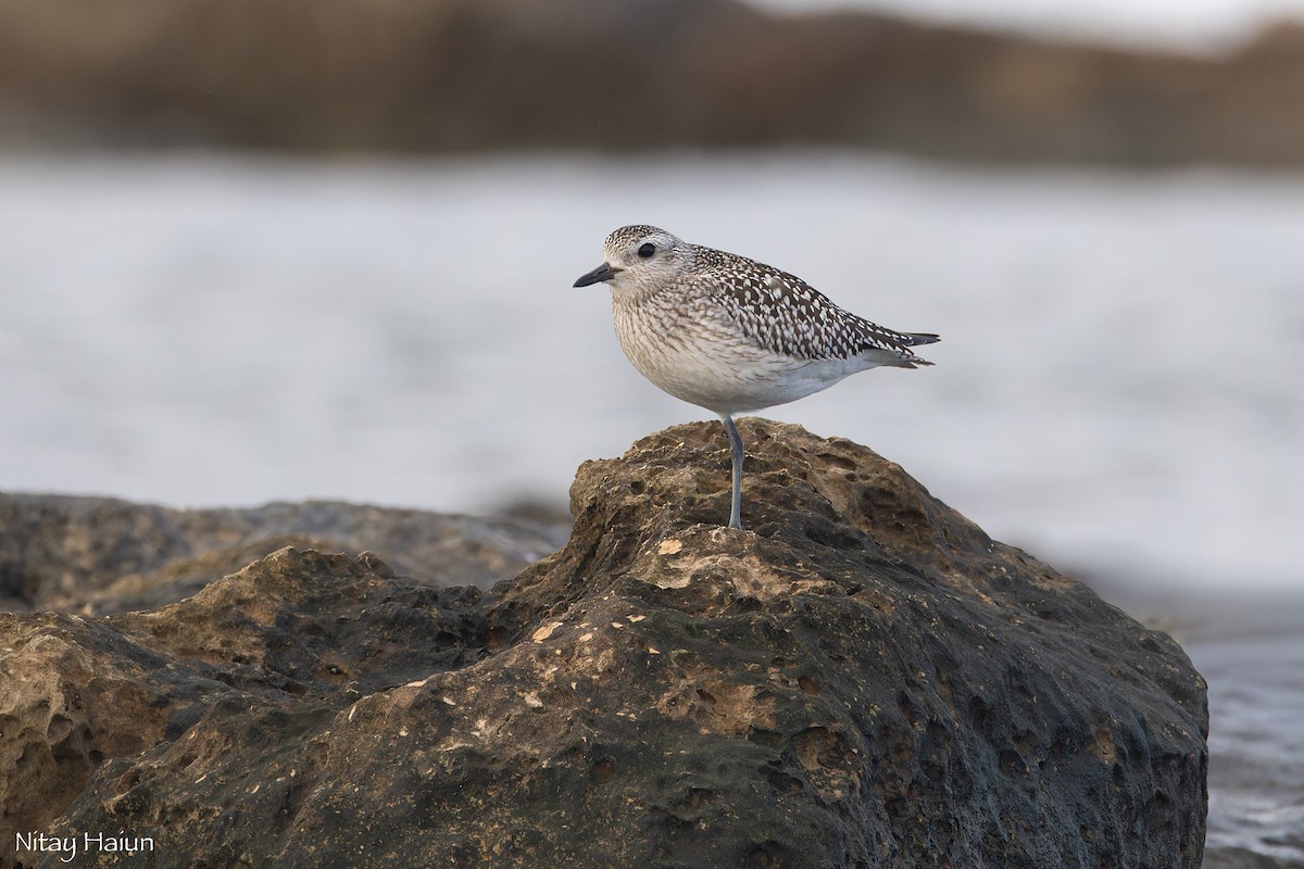 Буурал сүвээ цагаан - ML646795692