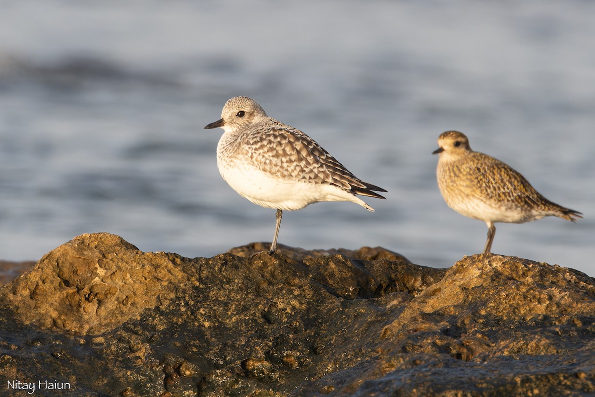 Буурал сүвээ цагаан - ML646795693