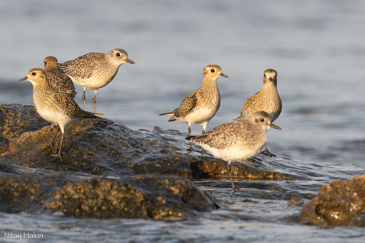 Буурал сүвээ цагаан - ML646795694