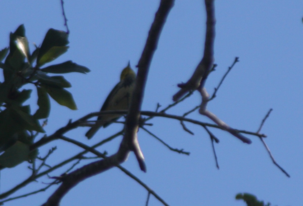 Black-throated Green Warbler - ML646795695