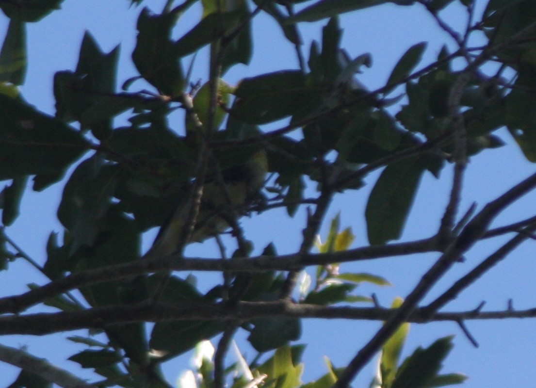 Black-throated Green Warbler - ML646795697