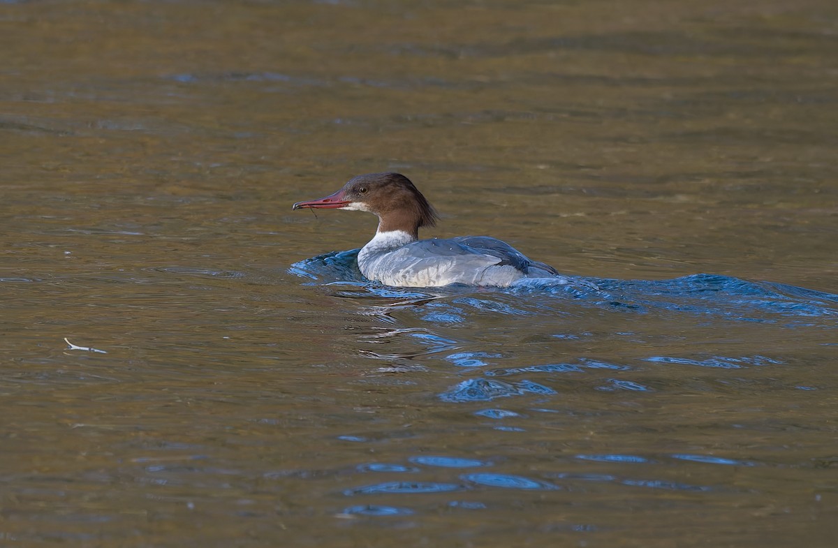 カワアイサ - ML646795699
