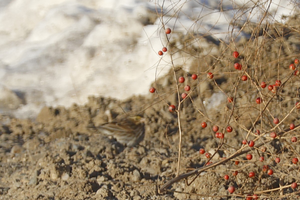 musespurv - ML646795702