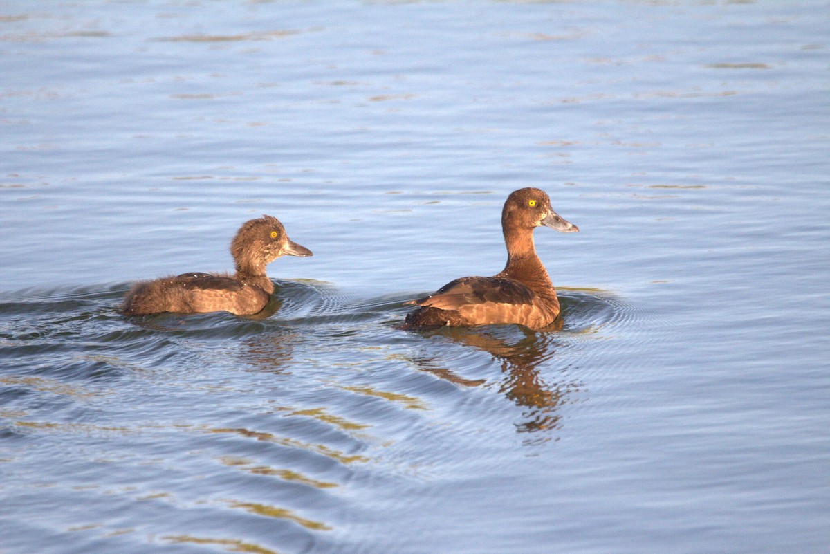 Морская чернеть - ML646795703