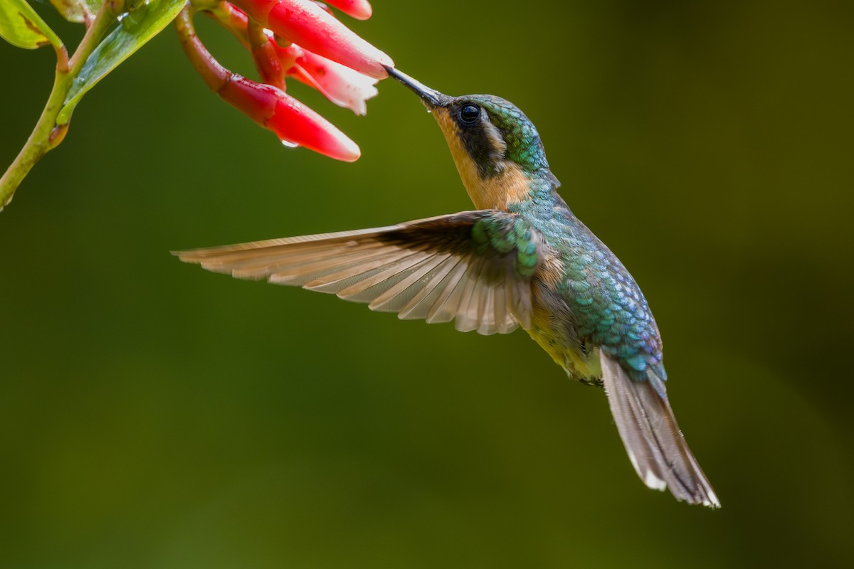 White-throated Mountain-gem - ML646795705