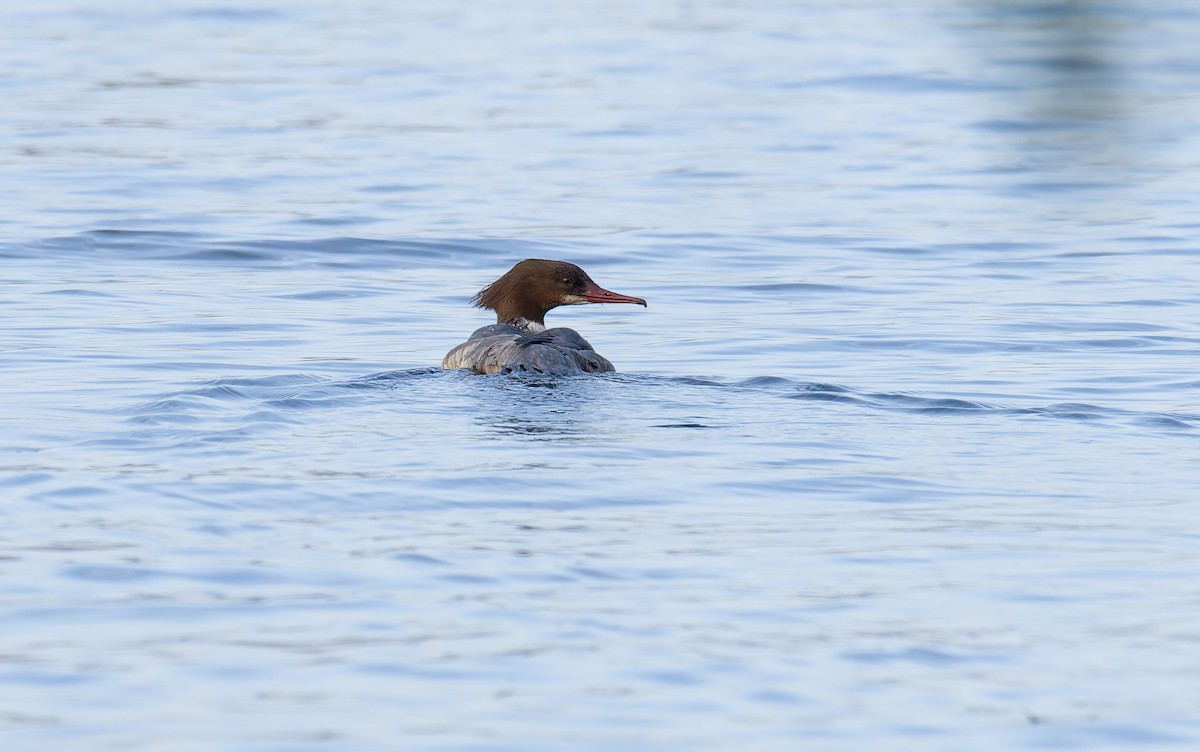 カワアイサ - ML646795706