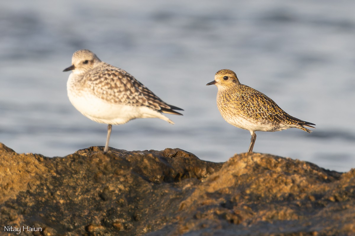European Golden-Plover - ML646795708