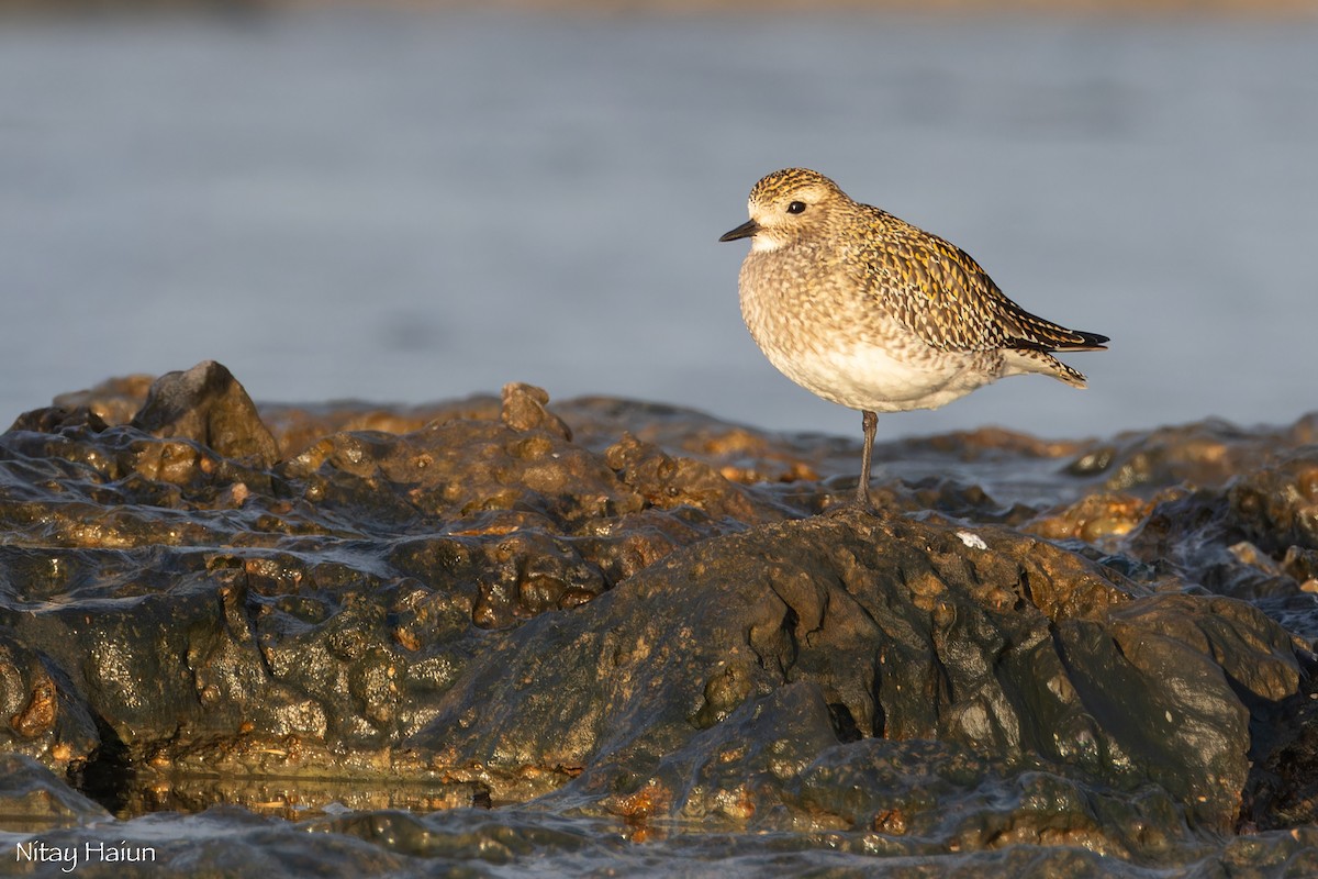 חופזי זהוב - ML646795709