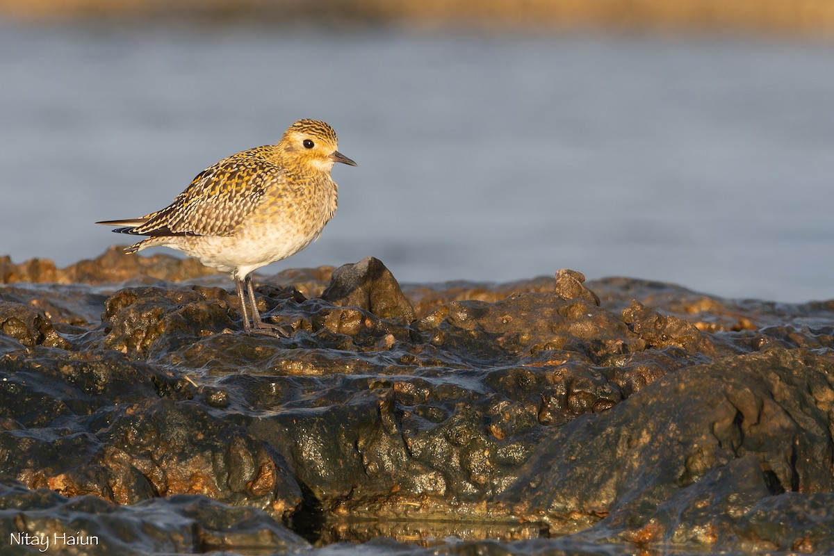 European Golden-Plover - ML646795710