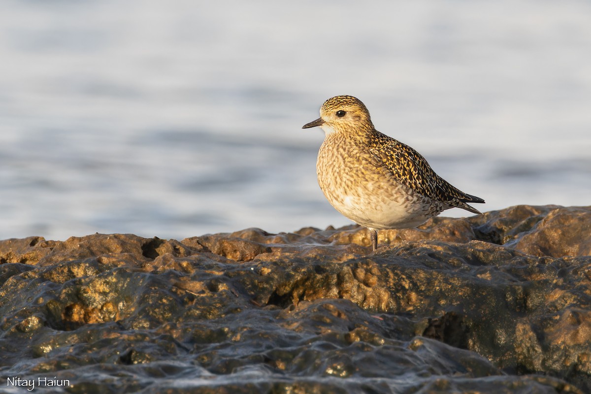 European Golden-Plover - ML646795711