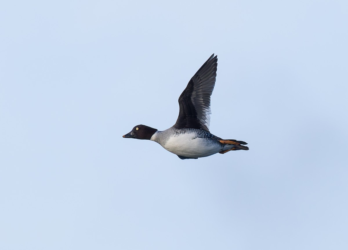 ホオジロガモ - ML646795713