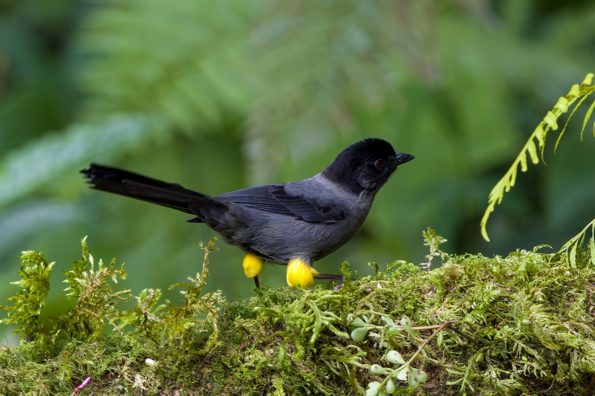 Yellow-thighed Brushfinch - ML646795714