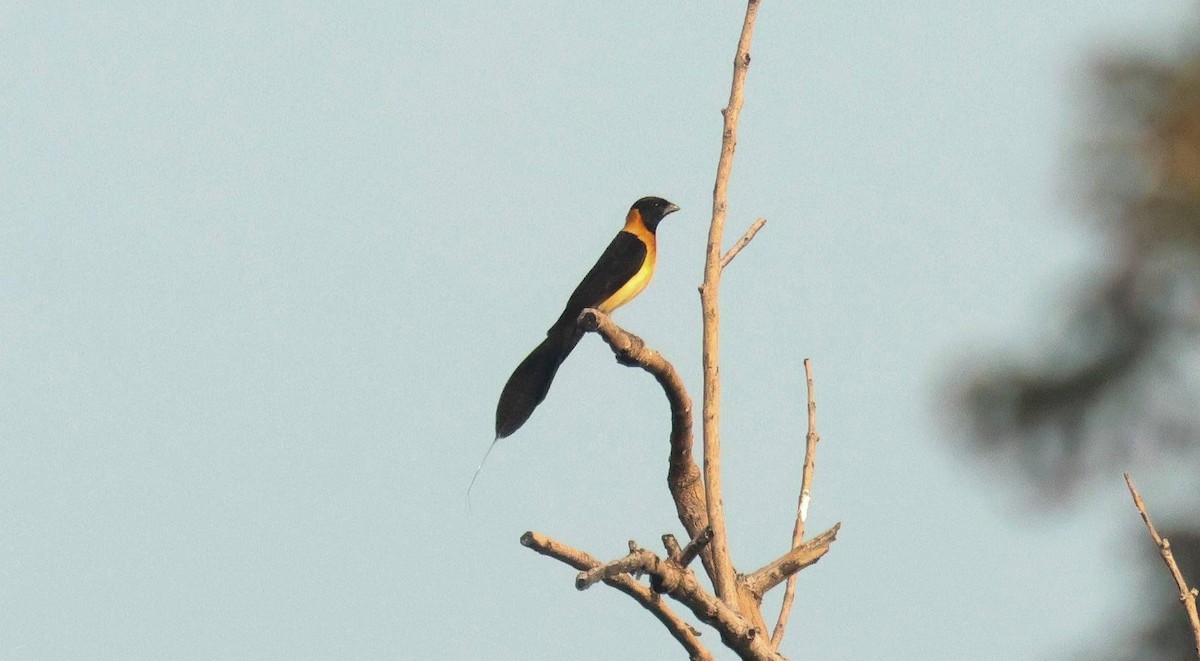 Exclamatory Paradise-Whydah - ML646795715