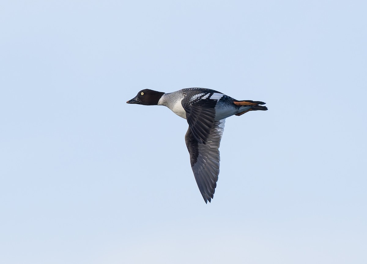 ホオジロガモ - ML646795716