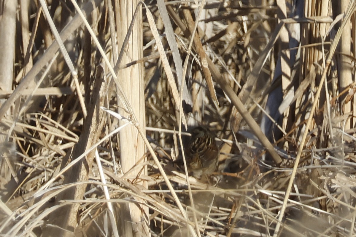 sumpspurv - ML646795719