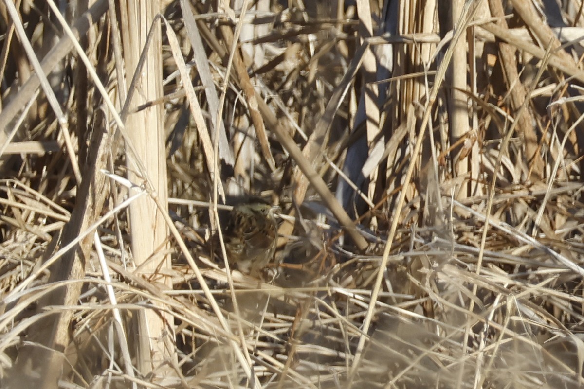 sumpspurv - ML646795720