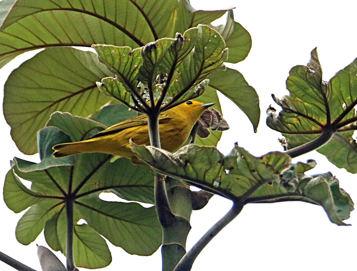 Northern Yellow Warbler - ML646795721