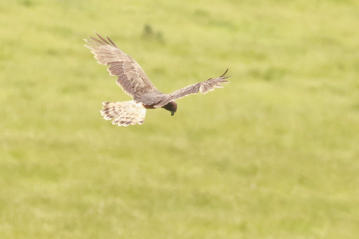 Swamp Harrier - ML646795724