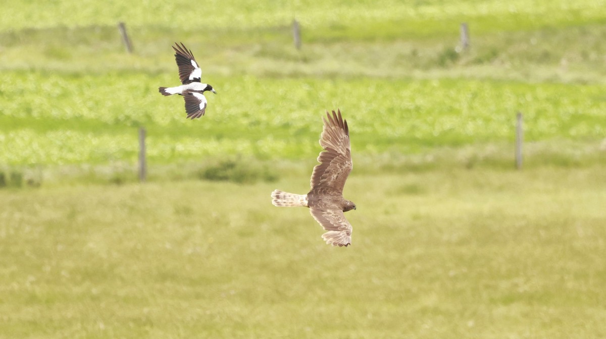 Swamp Harrier - ML646795725