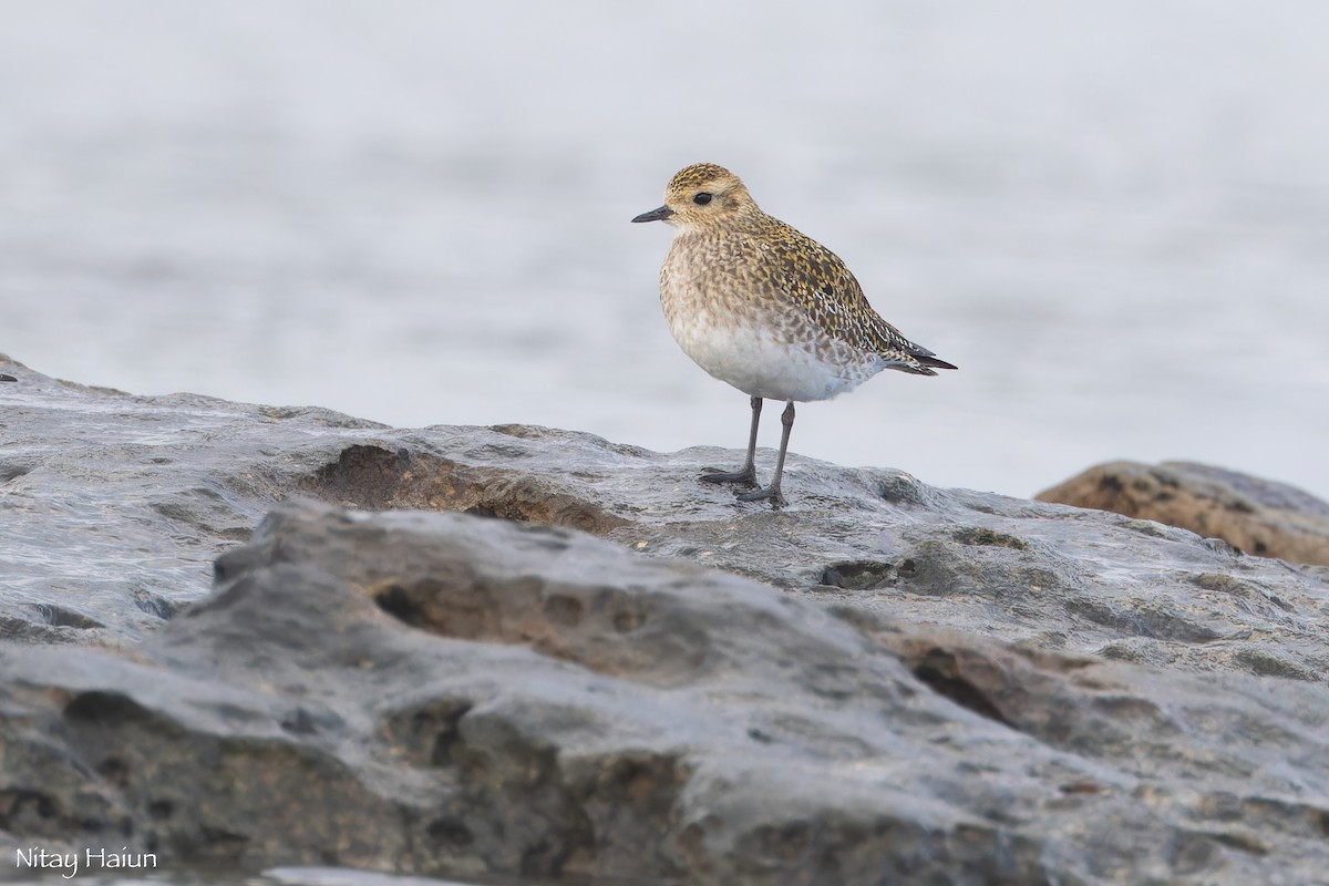 חופזי זהוב - ML646795726