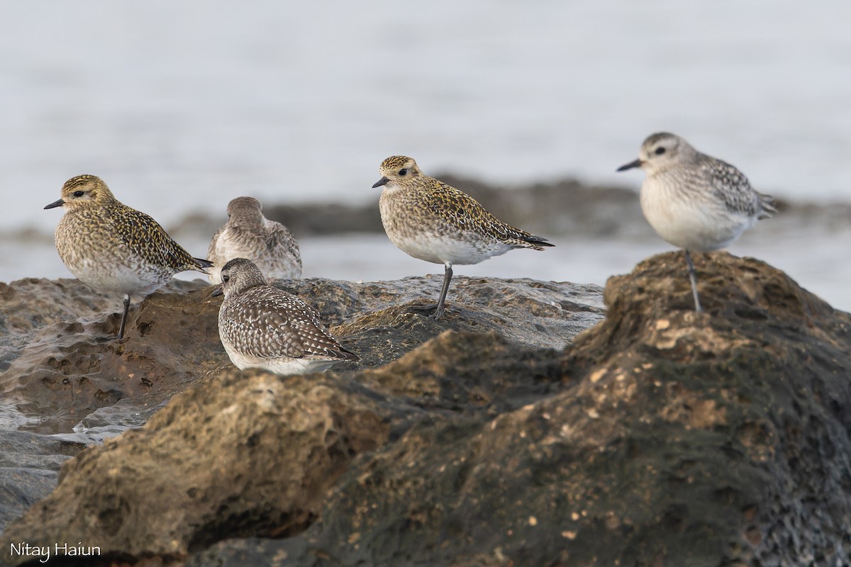 חופזי זהוב - ML646795727