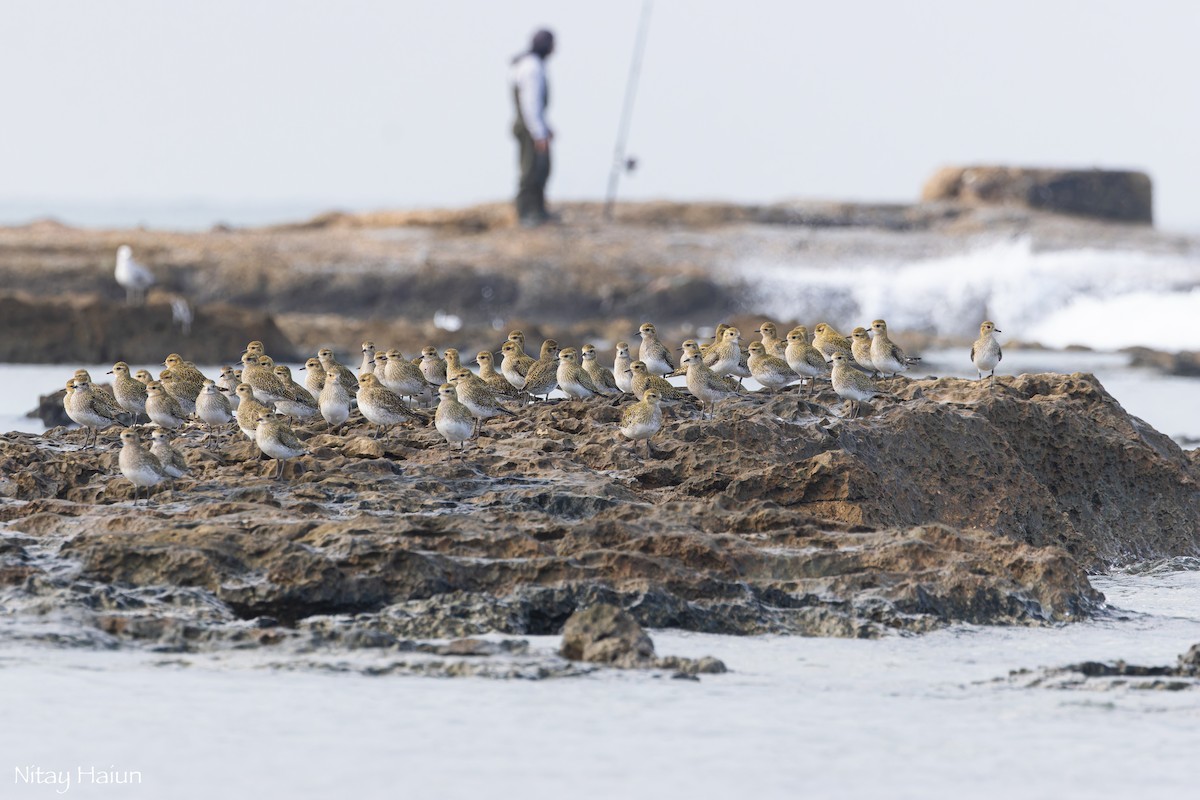 חופזי זהוב - ML646795728